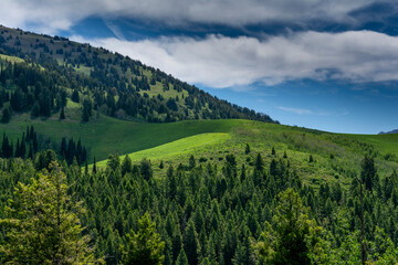 Fototapeta premium USA, Wyoming. Landscape of evergreen trees and sky