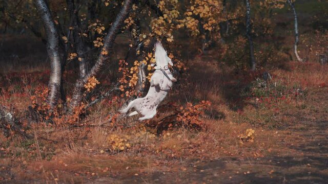 Cute white puppy playing,  biting the tree branch. Holding on with her teeth