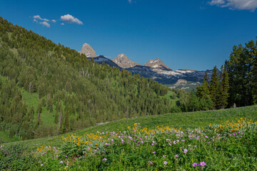 USA, Wyoming. Geranium and arrowleaf balsamroot wildflowers in meadow west side of Teton Mountains