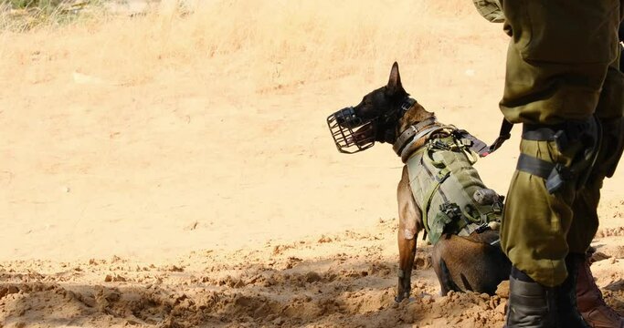 wide shot of a combative military dog with a mouth barrier waiting for orders with his tongue out thirsty