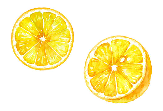 レモンの水彩画