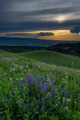 USA, Wyoming. Sunset, wildflowers and view of Teton Valley, Idaho