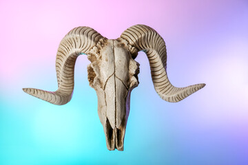 Skull of sheep on color background
