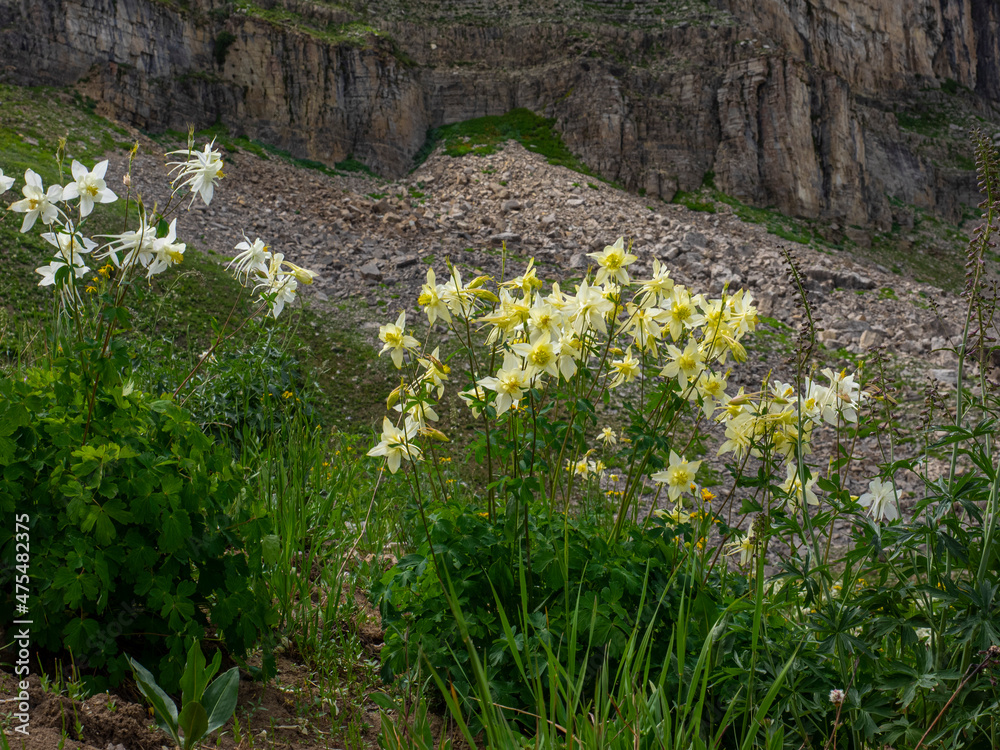 Sticker usa, wyoming. columbine wildflowers, south leigh canyon and jedediah smith wilderness, teton mountai