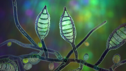 Microscopic fungi Microsporum canis, scientific 3D illustration