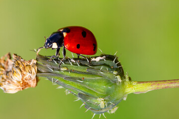 ladybug is eating aphids