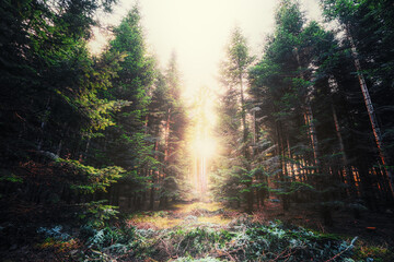 Mystical forest with tall pine trees
