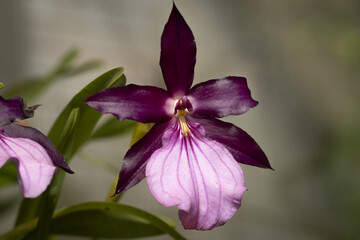 Closeup shot of beautiful cattleya orchids