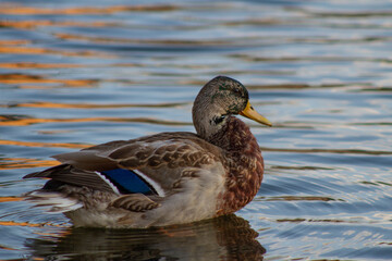 Wild duck on the river