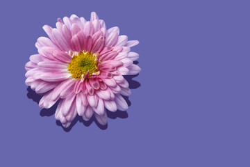 Lilac chrysanthemum bud on a violet background with a hard shadow with copy space, a flower bud on trendy Very Peri. Color of the year 2022.