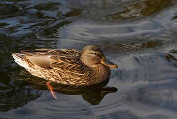 Wild duck on the river.