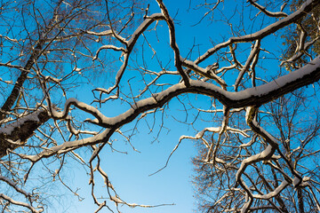 Branches of trees in the winter season covered with white snow on a background of blue sky, beautiful background of winter nature