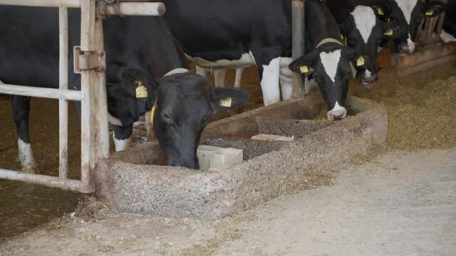 black and white dairy cows lick mineral salt in stall at a modern milk factory, essential nutrients for animals