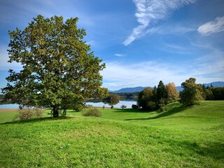 Trees in a meadow on a hill below a blue sky in sunlight in autumn