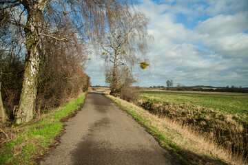 German landscape with trees alongside a path in spring