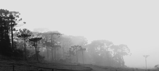 araucárias durante amanhecer com neblina