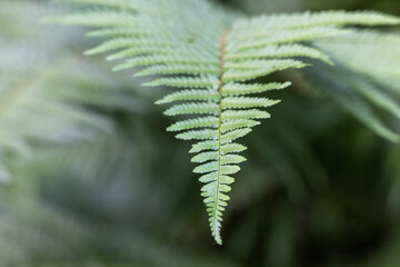 Beautyful ferns leaves green foliage natural floral fern soft background. High quality photo
