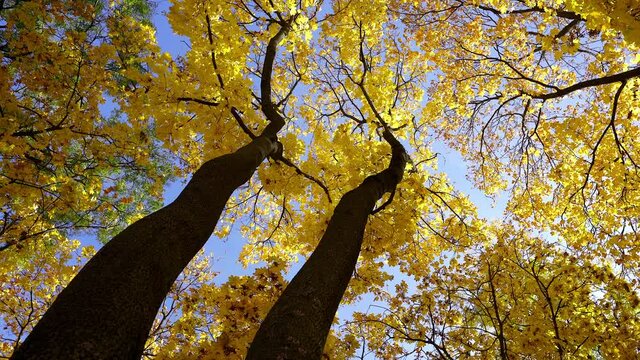 Low angle rotating shot of the tall trees covered in bright yellow fall colors leaves