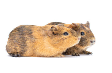 Two Guinea pigs close together. Isolated on white background.