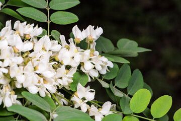 In spring, locust flowers are in full bloom in northern China