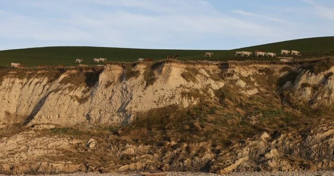 Cows grazing along the edge on top of a cliff on the cap blanc nez on the Cote d'Opale, in the Pas-de-Calais, France. . High quality HD footage