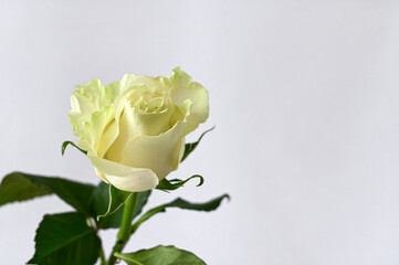 beautiful white rose with delicate yellow-green shade on  white background. Close-up. Selective focus. Copy space
