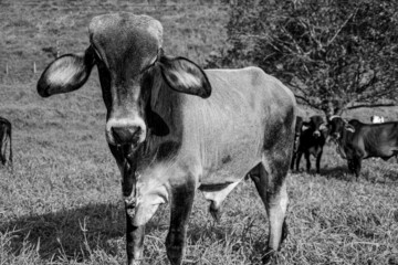 Cows in the pasture