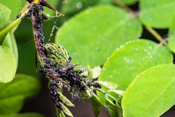 Aphids that inhabit plants