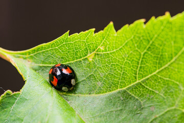 Heterochromatic ladybugs inhabiting plants © Xiangli