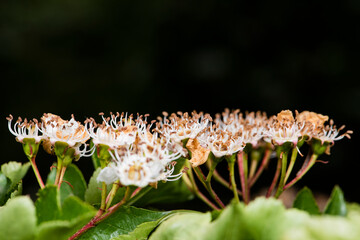 The Hawthorn flower has lost its petals. Close up of the flower top and beautiful stamens