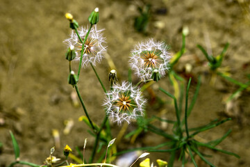 Beautiful spring-blooming close-up of cauliflower and seeds of pockmarked cabbage, a wild herb from North China