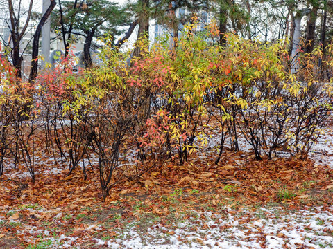 Landscape of Seoul Park in South Korea on snowy days