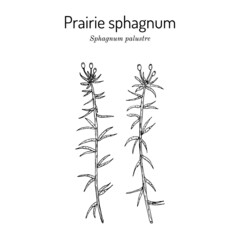 Prairie sphagnum or blunt-leaved bogmoss Sphagnum palustre , medicinal plant - obrazy, fototapety, plakaty