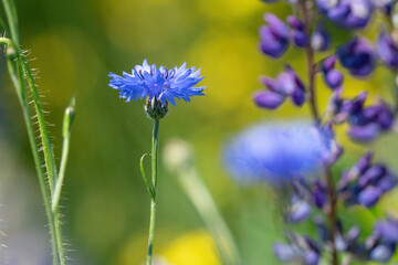 Summer landscape with wildflowers cornflowers and purple lupine in the rays of the sun
