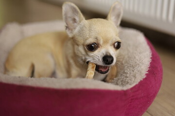 Closeup portrait of small funny beige mini chihuahua dog, puppy eating bone