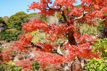 真っ赤な紅葉
