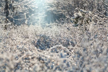 Keuken spatwand met foto Winter forest © Galyna Andrushko