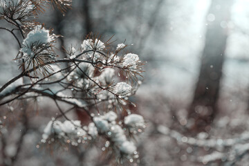 Winter forest