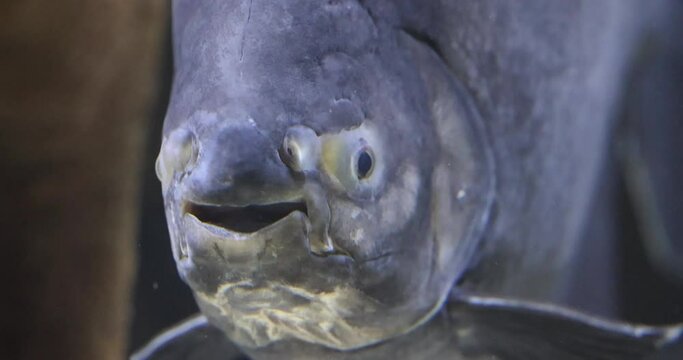 Close up of head of a big South American fresh water fish tambaqui, or black pacu, Colossoma Macropomum.Fish in aquarium keeps opening and closing its mouth. High quality 4k footage