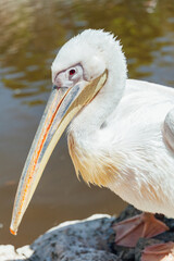 white pelican bird sitting on a rock next to a lake