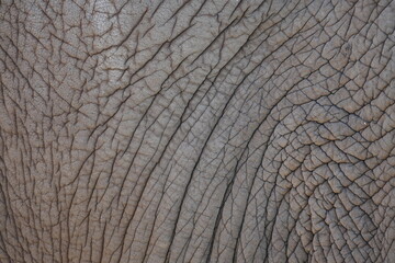 Thick leathery elephant skin in close-up. Natural background and texture.
