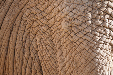 Thick leathery elephant skin in close-up. Natural background and texture.
