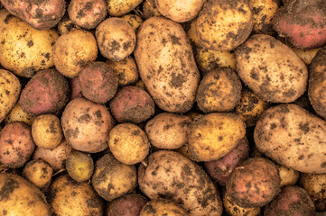 Raw potato background, autumn harvesting. Fresh organic potatoes vegetables texture, vegetarian food. Healthy eating and diet