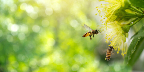 Bees collecting pollen at yellow flower over green natural garden Blur background, Bee flying over the yellow flower in blur background.