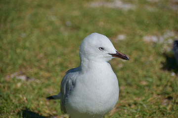 Young red-billed gull on green grass portrait