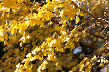 Japanese autumn yellow colored Ginkgo tree 