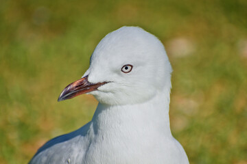 Curious young red-billed gull on green grass