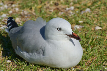 Young red-billed gull sitting on green grass with comport	