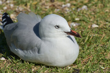 Red-billed gull chick sitting on green grass