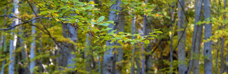 Panorama picture from autumn beech forest